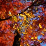 ちゃっぷの温泉・ハイキングブログ