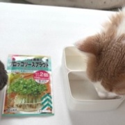 ダイソーで買った50円の種と330円のお人形