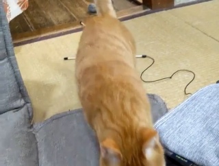 【動画】猫ちゃん、ボール投げを催促する