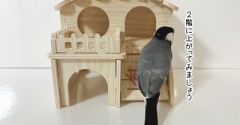 イケメン文鳥不動産