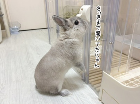 うさぎのルリ(10/7追記)