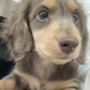 💘新しく来たワンちゃん・ネコちゃん達の紹介💘