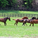 『今週注目の1頭 part 2＆門別競馬でのデビュー！』の画像