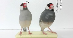神秘的なふーちゃんと、平々凡々。