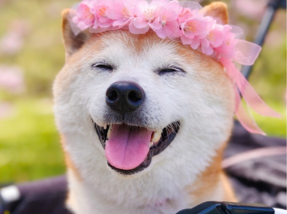 春のティアラできました！