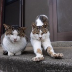 猫写真家・沖 昌之のブログ　野良ねこちゃんねる。　