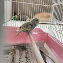 初飛行来るか！？