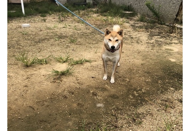 【悲報】明らかにPS2っぽい犬が発見される