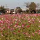 満開🌸コスモス畑🌸🌸🌸