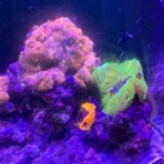 Dialy of MarineAquarium