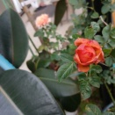 オレンジ色の薔薇が!!