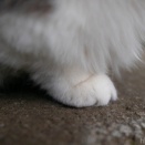 ふわもこ