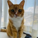 幸せの鍵しっぽ