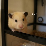 ✿イトシキシト✿