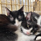 里親さんを待ってる猫たち(5/20)