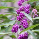 コムラサキ（Callicarpa dichotoma (Lour.) K.Koch）