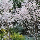 京都 宗像神社の桜2026  と 福井・石川2025 旅行記 Part26 福井 三国湊 旧岸名家