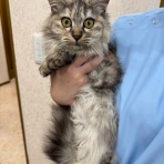 袋井動物病院日記