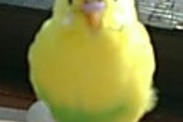 ピーコちゃん待受け どーでもいいことですが