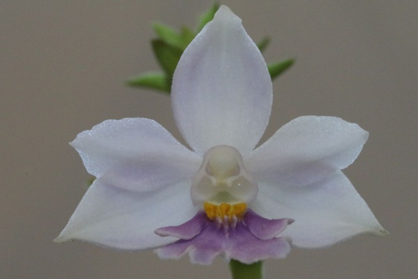 夏咲き系交配エビネ★えびね・山野草 開花中・夏咲き系交配エビネ（⑦-13-A）☆えびね・山野草