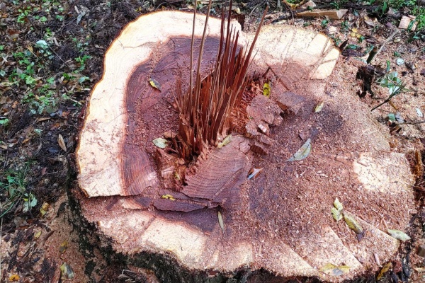 出雲南部の里山情報のblog 彬