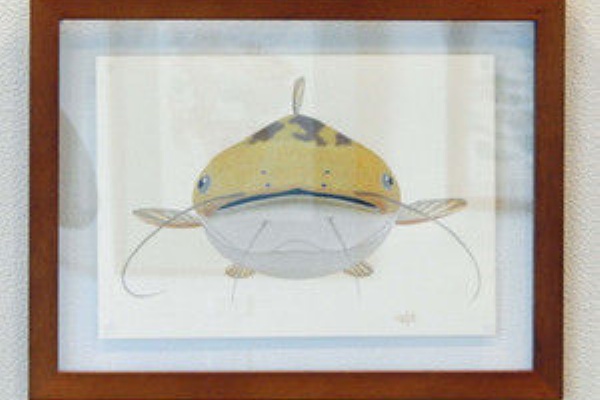 ビワコオオナマズ飼育日記 15年05月