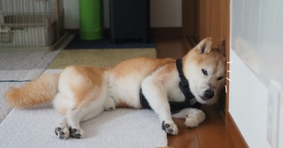 マジで壁際のシニア犬…