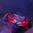 アカテガニ