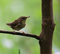 道東の鳥たち3…ヤブサメほか！