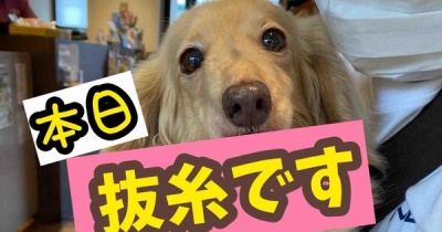 女帝復活。やっぱりみんな嬉しいらしい。