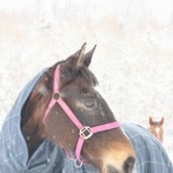 『お誕生日おめでとう』の画像