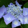 季節の花・アジサイの続き掲載