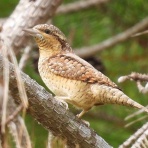 野の鳥観察記