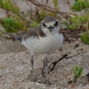 （８月２５日 火曜日） シロチドリ、ヒナ Day 38