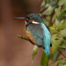 （２月６日 金曜日） カワセミ