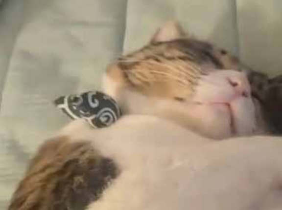 ネコが静かに眠っていた。そっとマイクを置いてみる → こんな寝息です…