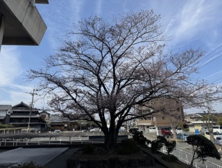 交野市役所のところの桜も開花してる。正面の桜は年中満開