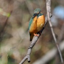 03/01　ミコアイサ、ホオジロ