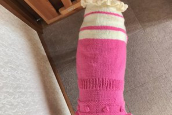 まかないつき ワンコ下宿日記 ティア かのん