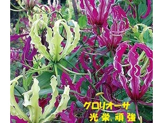 暦‐2026年7月4日