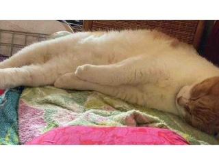 【猫日記】猫に影響の出る掃除の仕方