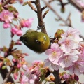 河津桜にメジロ