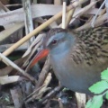 クイナの蔵出し画像15🦜（多々良沼公園）