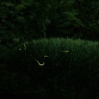 『投稿：横浜のホタル　2022/05/29』の画像