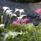 『続・初夏の風　１　海芋と京鹿子』の画像