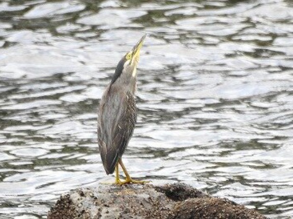 2025年8月13日の野鳥公園
