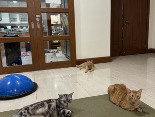 我が家のオス猫、つるみがち