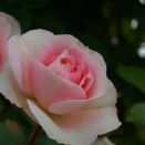 アミ　ロマンティカ