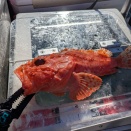 2026ボート釣り（1〜 4回目/1月）