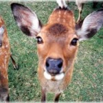 鹿がバスに乗ってきたったwwwwwwwwwww